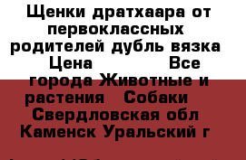 Щенки дратхаара от первоклассных  родителей(дубль вязка) › Цена ­ 22 000 - Все города Животные и растения » Собаки   . Свердловская обл.,Каменск-Уральский г.